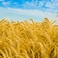 Белгородская область планирует получить 77, 2 миллиона рублей федеральных средств на страхование урожая 2012 года
